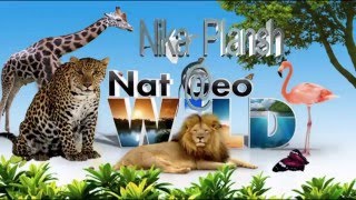 Животные для самых маленьких. Голоса животных мира.Wild animals.