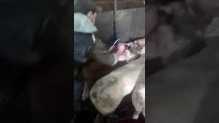 Забій свиней в цеху.