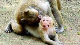 Oh no Deedee !! Help me mum,  She maltreat baby Jr cruelty, Very pity adult Jr 1032