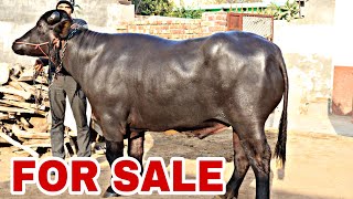 Show Quality ☝️?Buffaloes available for SALE in Bhiwani  (Haryana )