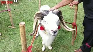 Adu Domba Garut ~ Domba Petarung Terpilih Tanpan&Tangguh - Sheep Fighter