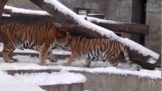 Páření tygrů v Zoo Ostrava