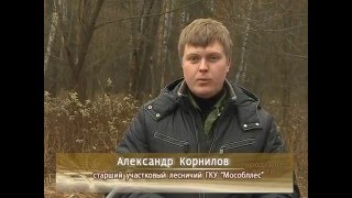 Санитарная вырубка леса. Холодово, "Геофизика".