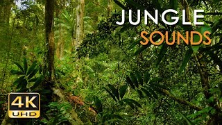 4K Jungle Sounds - Exotic Birds Singing - Tropical Forest - Relaxing Nature Video - Ultra HD - 2160p