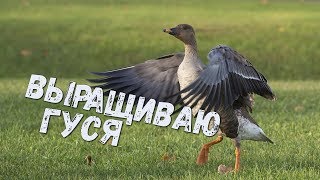ВЫРАЩИВАЮ ГУСЯ В СВОЕМ АНГАРЕ НА ЧИФИРЕ | WOT BLITZ (ВОТ БЛИЦ)