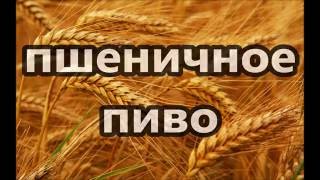 пшеничное пиво. самое простое и дешевое пиво (21+)