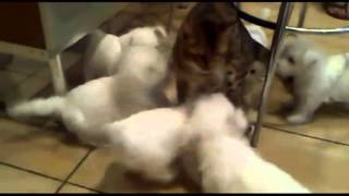 Щенки Атакуют Кошку! Puppys and Cat