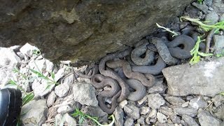 EXTREME HERPING! (5-7-15) Day 615