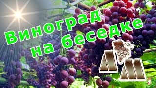 ? Виноград на беседке. Горизонтальный кордон