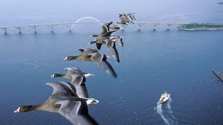 Как отлавливают и кольцуют диких гусей