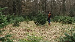 Tipps für den perfekten Weihnachtsbaum