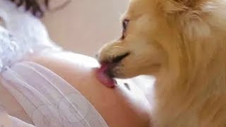 Köpek Her gün Hamile Kadının Karnını Yalıyordu, Kadın Gerçeği Öğrenince Şok Oldu !