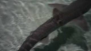 Dogsharks @ Indy Zoo