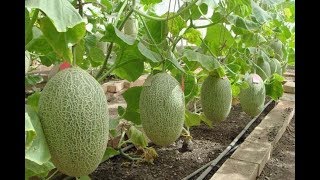 ДЫНЯ НА ШПАЛЕРЕ СПЕЛЫЙ ИНЖИР ХУРМА ГРАНАТ. В ГОСТЯХ У Svetlana obovsem