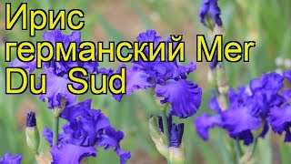 Ирис германский Мер Дю Сюд. Краткий обзор, описание характеристик iris germanica Mer Du Sud