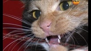 Колдун против домового. Экстренный вызов 112. РЕН ТВ