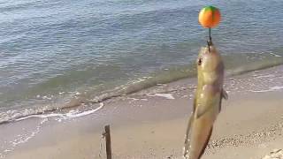 Рыбалка на Азовском море,  бычок , коса пересыпь (кириловка)