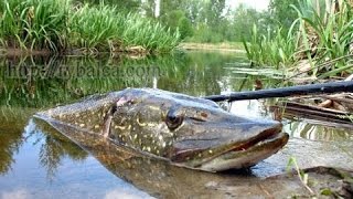 Рыбалка на щуку, щука на спиннинг, ловля весной на реке