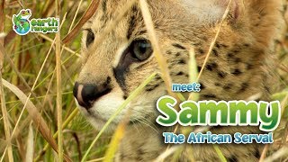 Meet Animal Ambassador Sammy the Serval