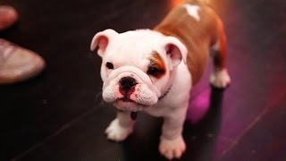 Pumba's Birthday Takeover ! - Tokio Hotel TV 2014 Official