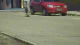 Bruno Schaider Skateboard Street