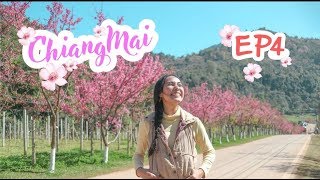 เที่ยวเชียงใหม่ อ.ฝาง EP1 อ่างขาง กับ นางพญาเสือโคร่งบาน (บรรยากาศดีมาก) - Mai diary
