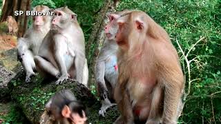 Baby Monkey Scare Of King Kong - SP BBlover - Mom And Baby