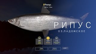 РУССКАЯ РЫБАЛКА 4 | RF4 - РИПУС НА ФИДЕР, ОЗ.ЛАДОЖСКОЕ