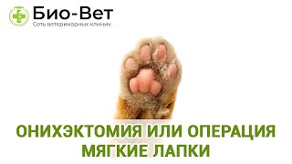 Онихэктомия или операция Мягкие лапки. Ветеринарная клиника БИО-ВЕТ.