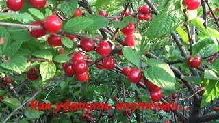 Как легко и просто удалить косточки из вишни