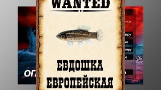 Ловим мутантов в РР3. Евдошка европейская.