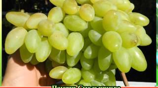 Виноград Памяти Смольникова (Grapes Pamyati Smol'nikova (Memory Smolnikova)) 2015