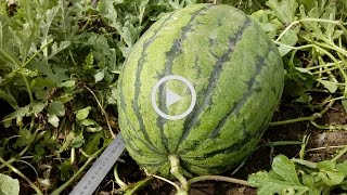 #Прививка_арбуза на тыкву лагенария. Арбуз вызревает в середине августа при массе 11 -16 кг