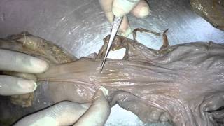 Female Genital system