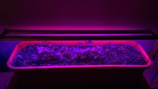 √ DIY LED grow light 20W. Home made. Simply and beautiful. Светодиодная фитолампа 20Вт своими рукми