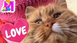 ЛЮБЛЮ СВОЕГО КОТА How I love my cat | Matilda
