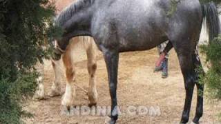 Preliminares de la inseminación artificial equina - Caballos - Equine artificial insemination