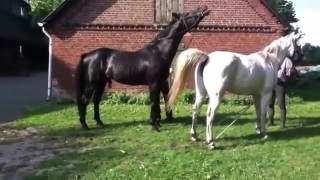Pferde Zucht hart ~  Black Monster Pferd Paarung