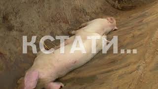 Из-за африканской чумы свиней ветврачам пришлось уничтожить все поголовье в Сосновском районе