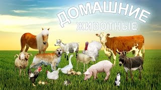 Домашние животные и их детёныши развивающее видео. Звуки домашних животных.