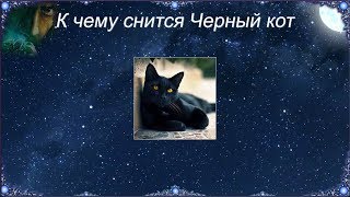 К чему снится Черный кот (Сонник)