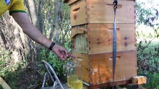 Flow Hive Harvest
