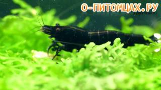Креветка пчёлка (Bee Shrimp) - o-pitomcax.ru