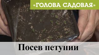 Голова садовая - Посев петунии