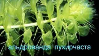 Рідкісні рослини національного парку Прип`ять -Стохід
