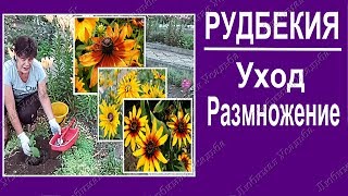 Рудбекия Выращивание Уход Размножение