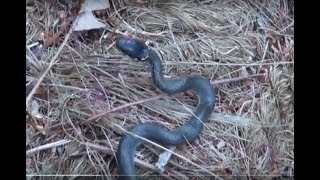 뱀 살모사 까치독사 새끼도 공격 자세 본능을 보여주넹 Natural Documentary