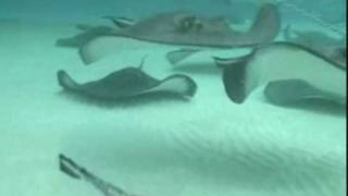 stingray city grand cayman