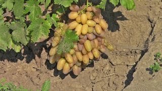 Виноград Легенда Аксая – розовый виноград
