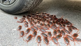 Crushing Crunchy & Soft Things by Car - Satisfying videos - Car vs Roaches
